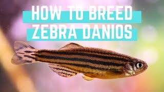 How to Easily Breed Zebra Danios