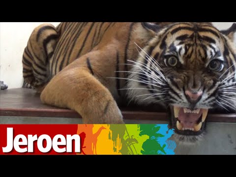 Jeroen and the tiger under anesthesia!