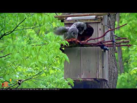 First Owlet Branches at the 2020 WBU Barred Owl Nest | Wild Birds Unlimited | Cornell Lab