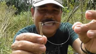 Download lagu turtledove traps are enough for Rp. 1000,- mp3