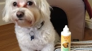Dog Product Review: Burt's Bees Tear Stain Remover