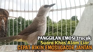 Download lagu Trucuk BETINA memanggil Jantan Suara Birahi Ngecuplik 100% pancingan trucukan gacor agar BUNYI EMOSI mp3