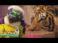 Pop Goes The Tiger Zoboomafoo WildBrain Movies For Kids