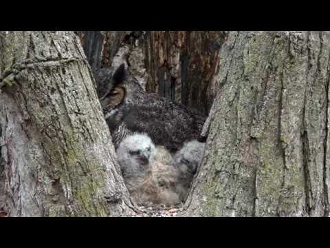 Great Horned Owl Mom and chicks take a nap on a spring day ytv132