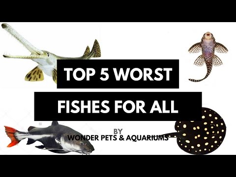 Worst Aquarium fishes you must avoid(Tamil)