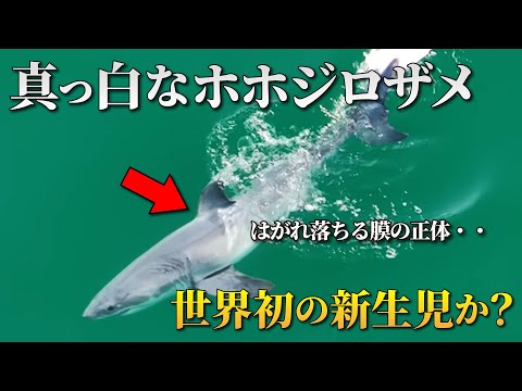 【貴重映像】ホホジロザメの新生児？