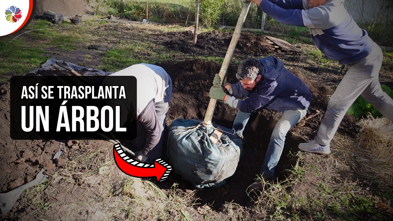 Cómo TRASPLANTAR ÁRBOLES y llevarlos a donde quieras, FRUTALES también.
