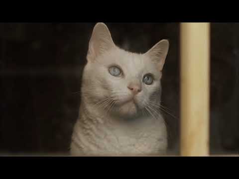 White & black beautiful cats