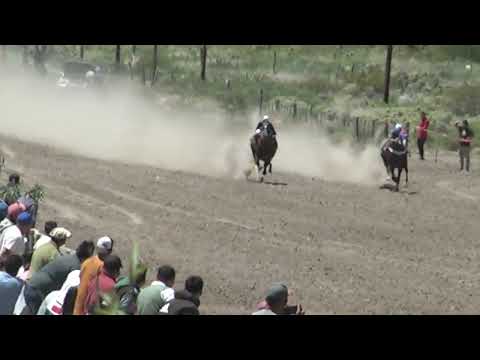 COMO LA FLOR  "Club Hipico Cabo Alarcón"    Picun Leufu    20-11-2022
