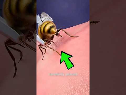 How To Make Escape From The SWARM Of BEES!?  😱 #farrukhqureshi