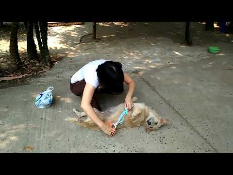 Dogs in Wat Thung Pho, Buriram, Thailand