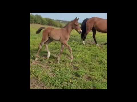 Colt foal - Image 2