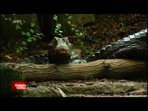 Kaimane in der Ruhr?.mpg