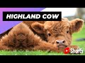 Highland Cow 🐮 One Unique Animal You Won't Believe Exists #shorts