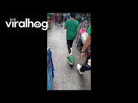 YouTube video