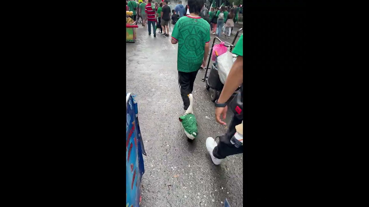 Waddling to Victory || ViralHog
