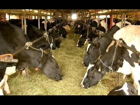 , title : 'Cómo es el Manejo Nutricional en la Vaca Gestante - TvAgro por Juan Gonzalo Angel'