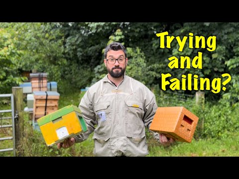 Raising new queen bees - Setting up mating boxes