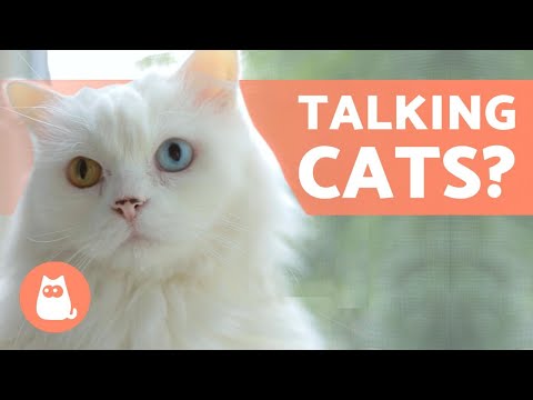 CAN CATS TALK? Cats Making Human Sounds - YouTube