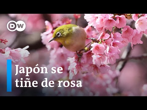 La temporada de floración de los cerezos en Japón ha comenzado 10 días antes de lo habitual