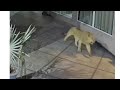 Caught On Camera Lion Enters Hotel In Gujarat By Leaping Over Wall