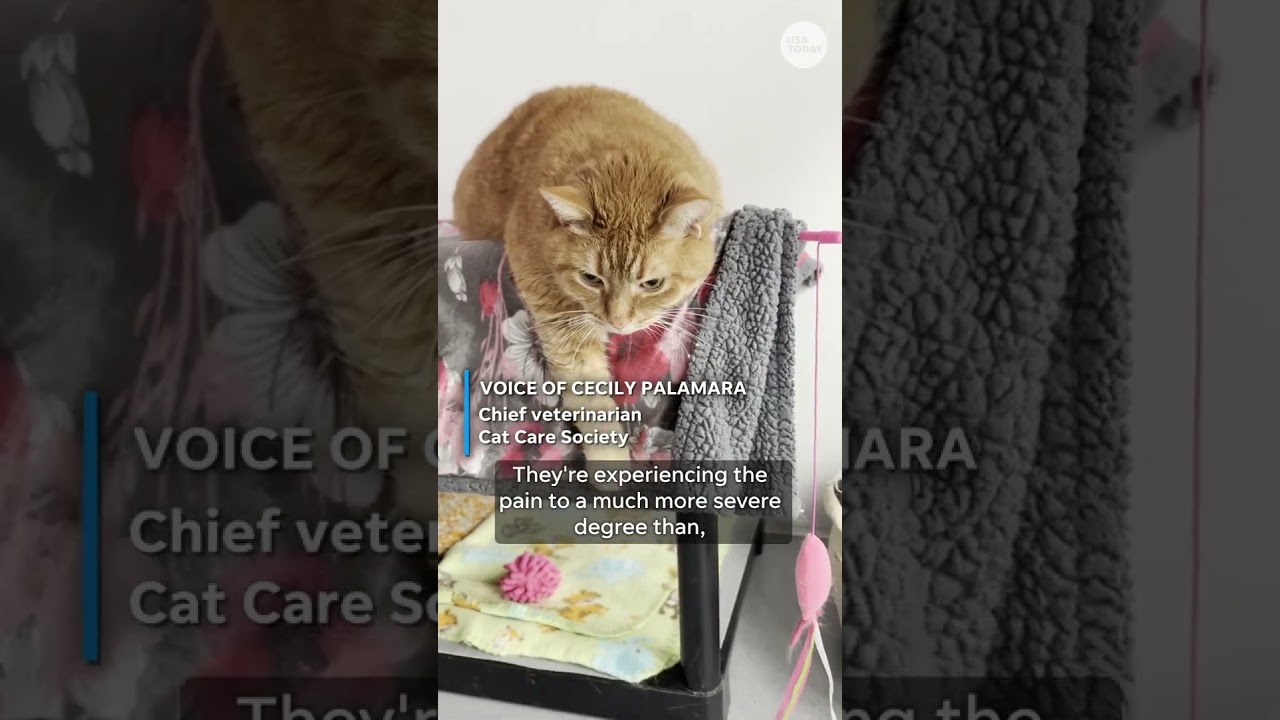 Ginger, a Adoptable Domestic Short Hair in Lakewood, CO video 6/6