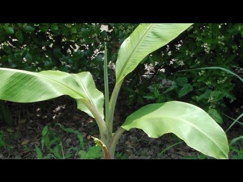 園芸 バナナの低木