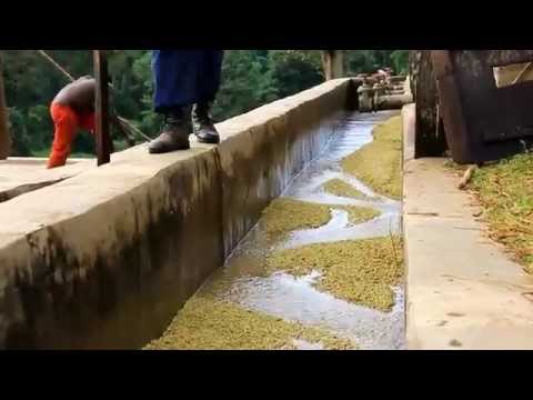 Bebeka Coffe Documentary