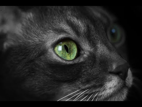 Why do cats’ eyes glow in the dark ?