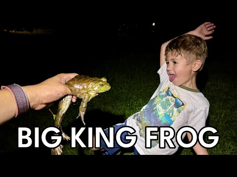 We Finally Caught the Big King Frog! | Theo’s Legendary Bullfrog Hunt