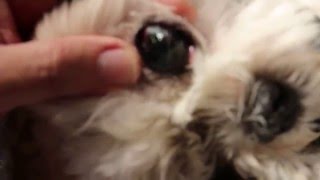An 11-year-old Shih Tzu has black corneas and cherry eyes