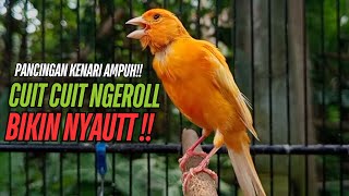 Download lagu SUARA Kenari GACOR PANJANG Pancingan & masteran Kenari Paud AGAR gacor AMPUH Kenari MACET bunyii mp3