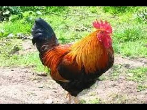 , title : 'How to Start a Cockerel Farm in Nigeria'