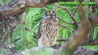 野鳥の身近な暮らし アオバズクのヒナ July 27 2025 Osaka,Japan