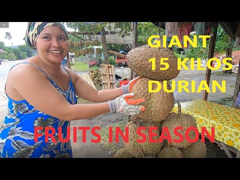 GIANT 15 KILOS DURIAN | Durian Varieties in Mindanao, Philippines