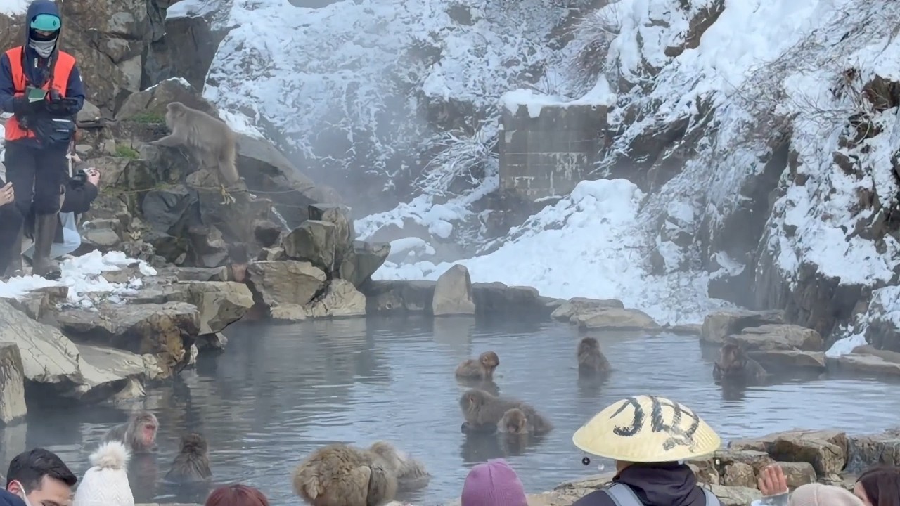 かわいい、だけじゃない。地獄谷“温泉ザル”が教えてくれる「人と自然の距離」