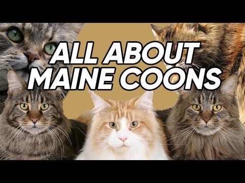 5 Unique Facts About The Large and In Charge Maine Coon!