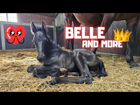 Belle is super cute! Just like Blomke. Big boss Puck. Riding different horses. | Friesian Horses