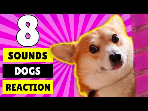 8 Sounds Dogs Like to React to the Most