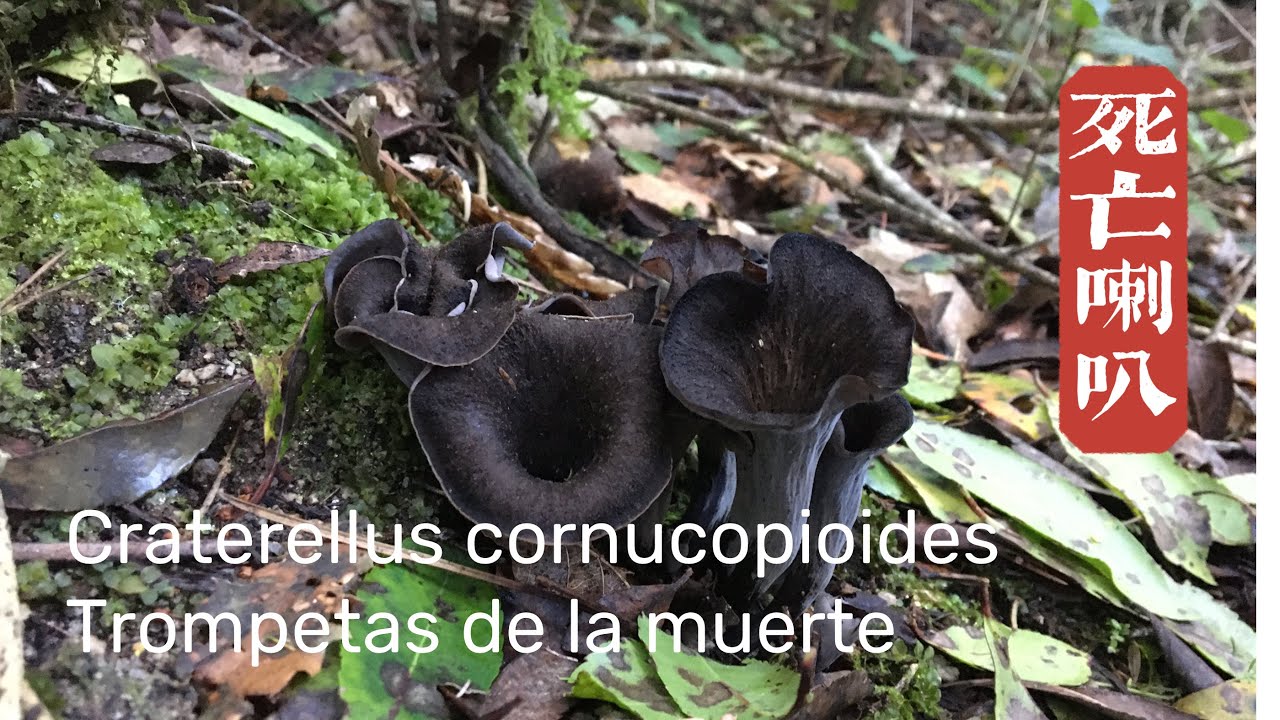 3 RECETAS de Trompetas de la muerte