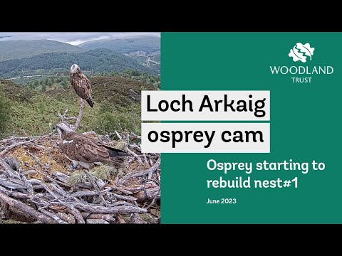 Nest building activity on nest#1 - Loch Arkaig Osprey Cam Highlights