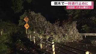 長町の八木山橋付近で倒木　現場周辺の市道が約３時間にわたり通行止めに〈仙台市〉 (26/10/26 11:45)