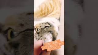 可愛すぎる猫ちゃん達。