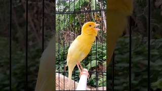 Download lagu Kenari gacor emosi #kenari #kenarigacor #canary #canarias #canario #birds #shorts #shorts mp3