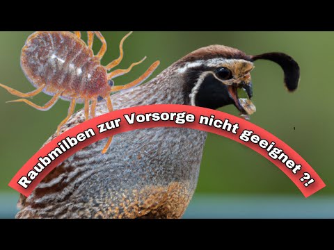 Raubmilben gegen die rote Vogelmilbe. Ich kann nix damit anfangen…