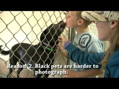 Black cats and dogs need a home too.