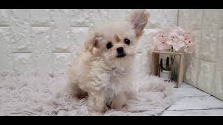 ハーフ犬の動画01