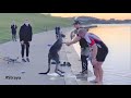 Kangaroo Shake Hands With Humans After Being Saved Australia