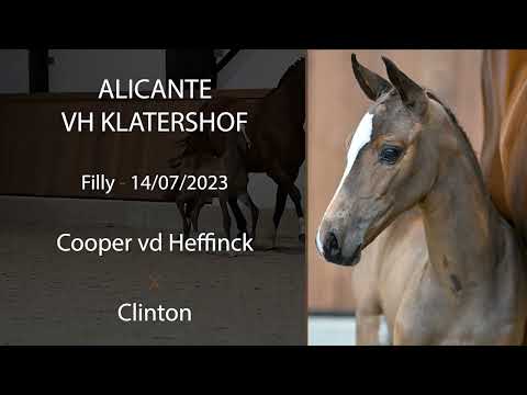 Alicante vh Klatershof (Cooper vd Heffinck x Clinton)