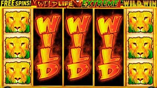 BIG WIN SLOT WILD LIFE EXTREME π₯ INSANE BONUS & FREE SPINS EXPLOSION!